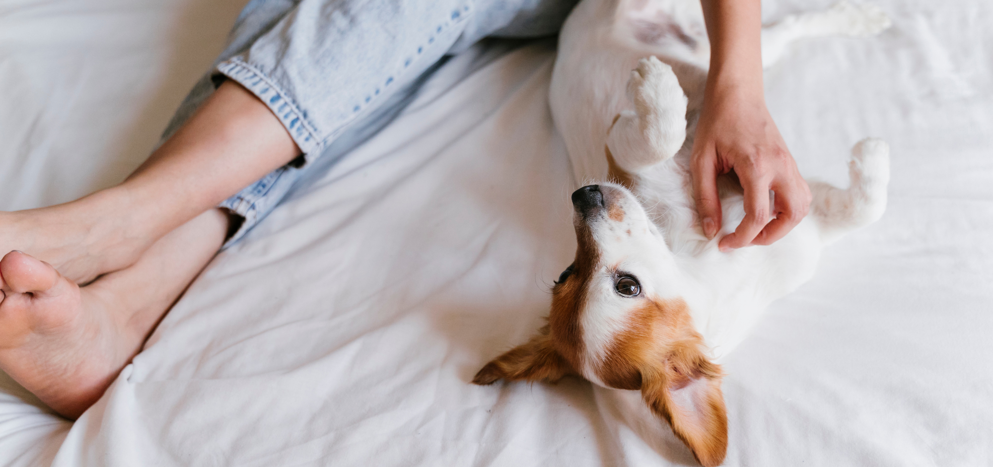 Sleeping with your Pet — Yes or No?